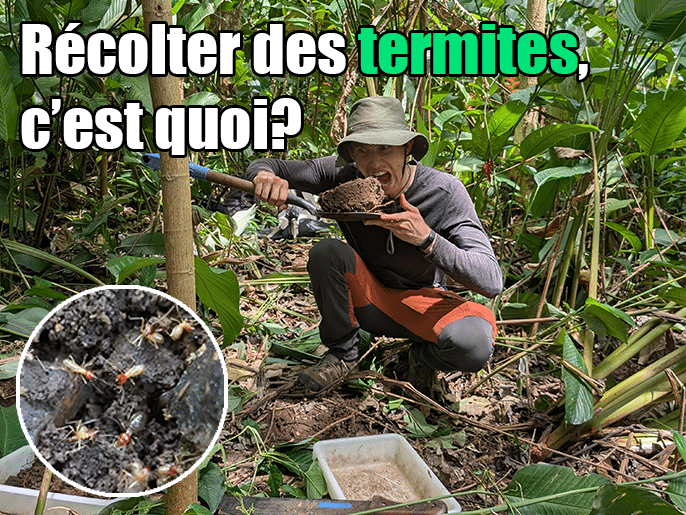 Récolte de termites