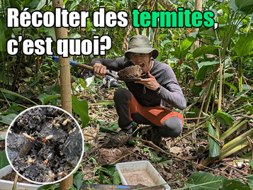 Récolter des termites en forêt tropicale, c’est quoi? – le doctorat en biologie en Belgique